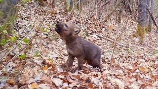 A man adopted an orphaned wolf puppy, which he treated like a FATHER, but when it grew up...