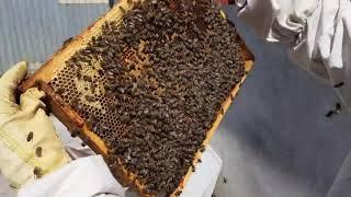 осмотр на маточники, осенний рой на 3 рамки пчелы, развитие на 18.05.2022