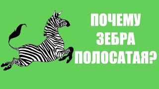 Почему зебра полосатая