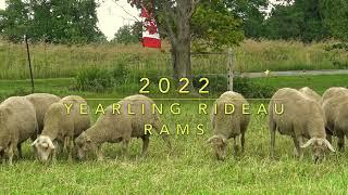 2022  Rideau Yearling Rams