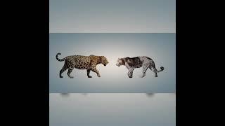 Pantanal Jaguar And Persian Leopard Size Comparison