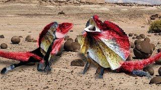 Frilled lizard struggle a real fight with another for female one