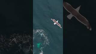 Killer Whales Hunt Pristine West Coast Waters #killerwhales #whales    #orca #dockbc
