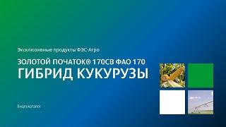 Гибрид кукурузы Золотой початок® 170СВ