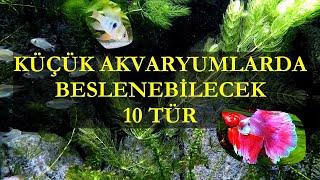 Küçük Akvaryumlarda Beslenebilecek 10 Tür