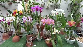 Blc. George King , Plectrelminthus caudatus, Cattleya Mrs. Robert Jewell