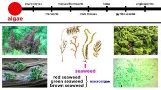 Overview of Plant Classification: Vascular and Nonvascular Plants