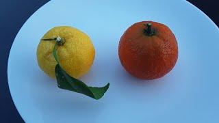 Dual Winter citrus test, Chinotto and Yuzu appearance, taste and sweetness comparison.