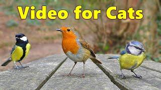 Cat TV ~ Catflix Videos for Cats to Watch ⭐ 8 HOURS ⭐