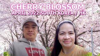 2022 Cherry Blossom in South Korea & Hongkong