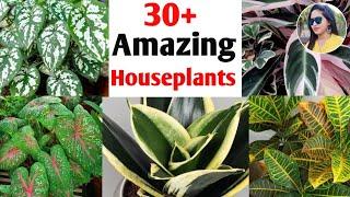 30+ Amazing & most beautiful houseplants | my favourite Plants varieties | Lipsha world