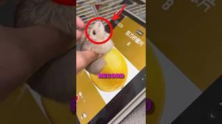 HAMSTER WORLD RECORD! #cute #hamsters #animals #fun