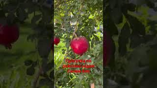 Прогулка по райским садам Салим Бая