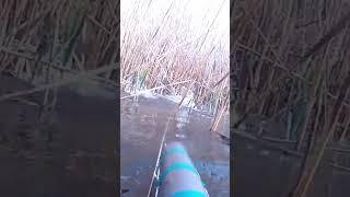 Сазан на меляке #shorts #spearfishing #рыбалка #природа