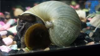 Newest Baby Mystery Snail (BOB) On an Adult and Falls Off! Hilarious  Video