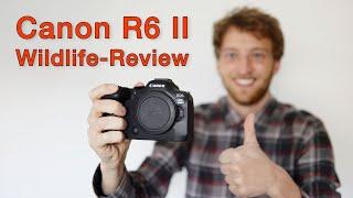 Die BESTE Kamera für die Tierfotografie? Canon R6 II - Meine Erfahrungen (Review)