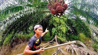 Rejeki Nomplok!! Seribu Pemanen Sawit Belum Tentu Bisa Panen Sawit Seperti ini