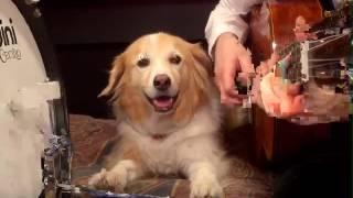 Play Guitar With Dog - Take a Walk by Passion Pit