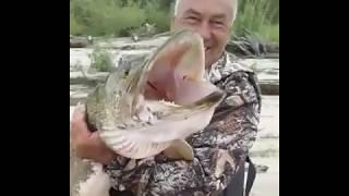 Огромная щука, Акмолинскаая область / big pike, pike fishing