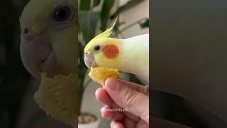 Cockatiel's Delight: A Yummy Treat Adventure | #CockatielsCraze