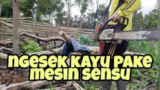 Mesin sensu untuk ngesek kayu leban #keboncabeoki