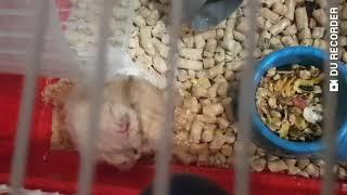 Мой день•Хомяк Ефим•Hamster Efim