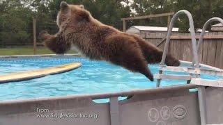 Watch: Bear belly flops into Florida pool