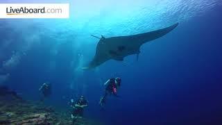 LiveAboard.com - Eat, Sleep, Dive, Repeat - Scuba Diving Cruises Worldwide