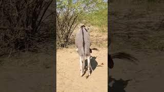 Donkey Mating Fun HD #animals #breeding #donkey