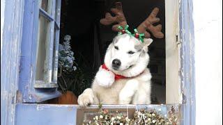 MERRY CHRISTMAS .. Happy Husky enjoys festive fun ..