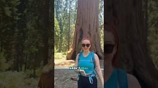 Trees aren’t real, scientifically speaking 
