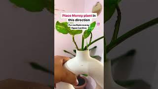Best Direction to place Money Plant according to vastu #vastu #astrology