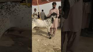 # Madrasa Bakra Mandi # top quality ka bakra