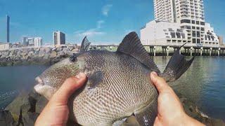 SUMMERTIME Fishing The AC JETTIES! (7 Species!) [5 New Species]