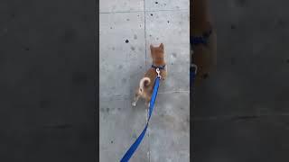 Shiba Inu puppy goes on first walk! 