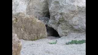 Pallas cat - Otocolobus manul