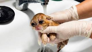 First bath for sick foster kitten Michael. Subtitles!