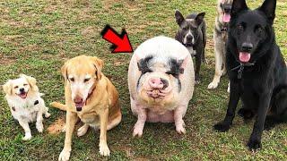 Giant Pig Raised By Five Dogs On Farm Now Thinks She's A Dog Too