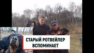 СТАРЫЙ РОТВЕЙЛЕР ПУСЯ ВСПОМИНАЕТ МОЛОДОСТЬ.