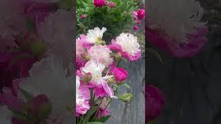 A peony blooming like a fairy in my front yard #flowers #garden #spring #nature #plants #peony