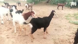 Goat meeting with female Goat hot meeting crossing new hot meeting 2025 / Animal vibe #Animalvibe