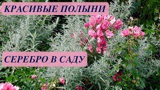 ПОЛЫНЬ. КРАСИВЫЕ СОРТА. НЕМНОГО СЕРЕБРА В САДУ. Примеры сочетания растений.