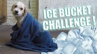 ICE BUCKET CHALLENGE - Fernanfloo con Curly