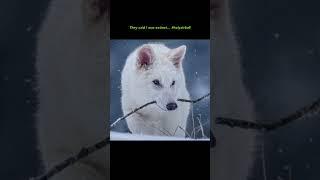 gnarly ~ direwolf  (promise we making a video soon) #surfsupcali #colossal #direwolf #holyairball