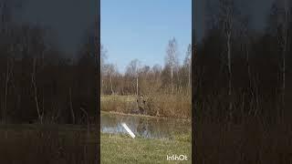 фэил на охоте  #охота #ржач #россия #fail #hanting  #shorts #утки #duckhunters #охотанауток #отдых