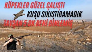 TAVŞAN 5 DK BENİ DİNLEMİŞ TAVŞAN KEKLİK AVI HARE HUNT PARTRİDGE HUNT охота на куропатку