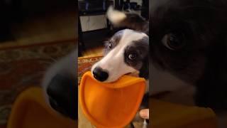 IMPROV - "The dog insists that I throw her toy" starring Zoey the Border Collie #bordercollie