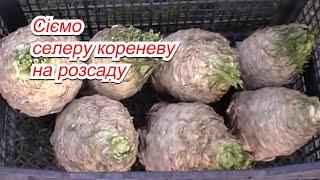 Сіємо селеру кореневу на розсаду- коли та як її потрібно сіяти.