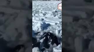 A dozen Orcas trapped in drift ice: Coast of Rausu, Japan