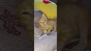 Kittens are just too adorable!  Cute Cats Video
